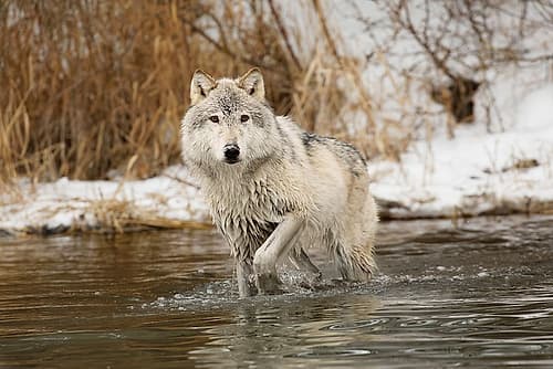 Tundra wolf-Canis lupus albus-in winter-controlled situation-Montana Wildlife Print